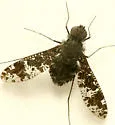 Anthrax striatipennis - photo 5