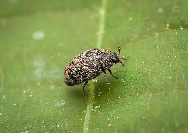 Anthrenocerus australis 0 - photo 2