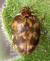 Anthrenus blanci