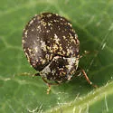 Anthrenus castaneae