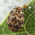 Anthrenus castaneae - photo 2