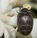 Anthrenus castaneae - photo 3