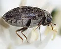 Anthrenus castaneae - photo 4