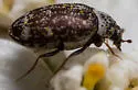 Anthrenus castaneae - photo 5