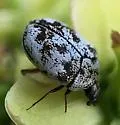 Furniture Carpet Beetle - photo 2