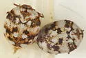 Furniture Carpet Beetle - photo 3