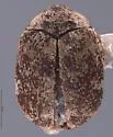Anthrenus fucosus