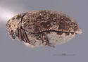 Anthrenus fucosus - photo 2