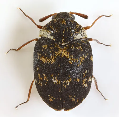 Anthrenus fuscus