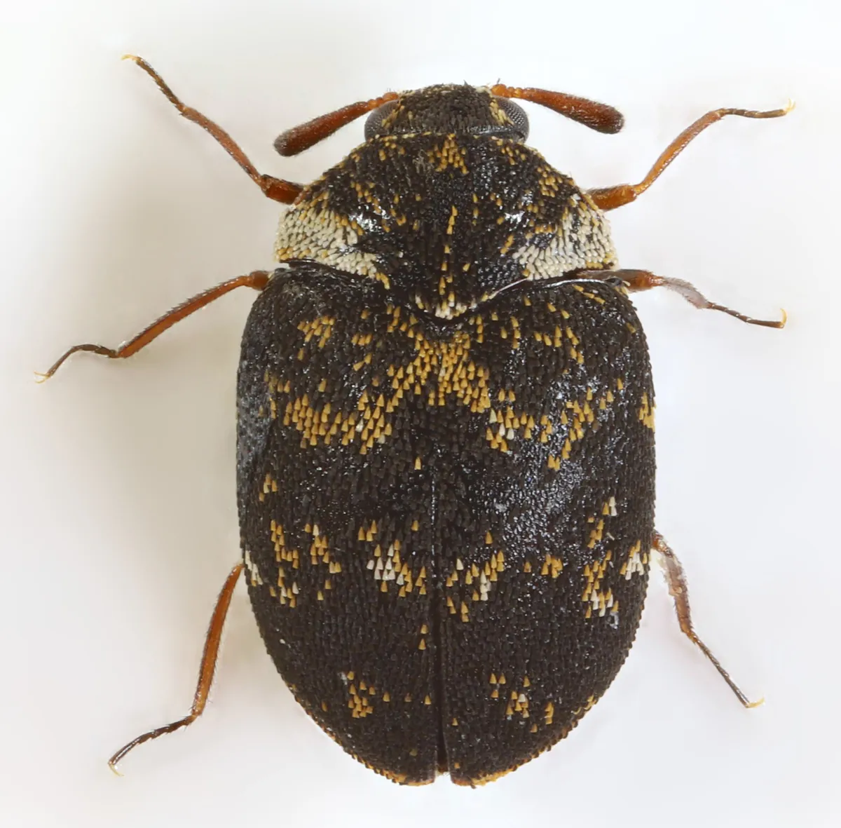 Anthrenus fuscus - photo 3