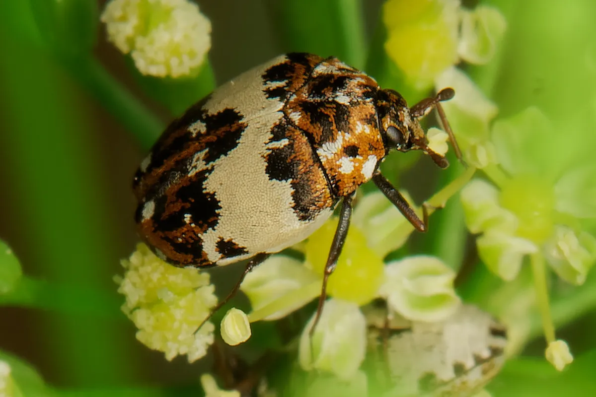 Bird Nest Carpet Beetle