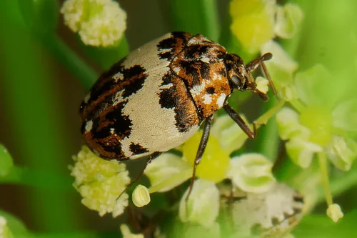 Bird Nest Carpet Beetle - photo 2