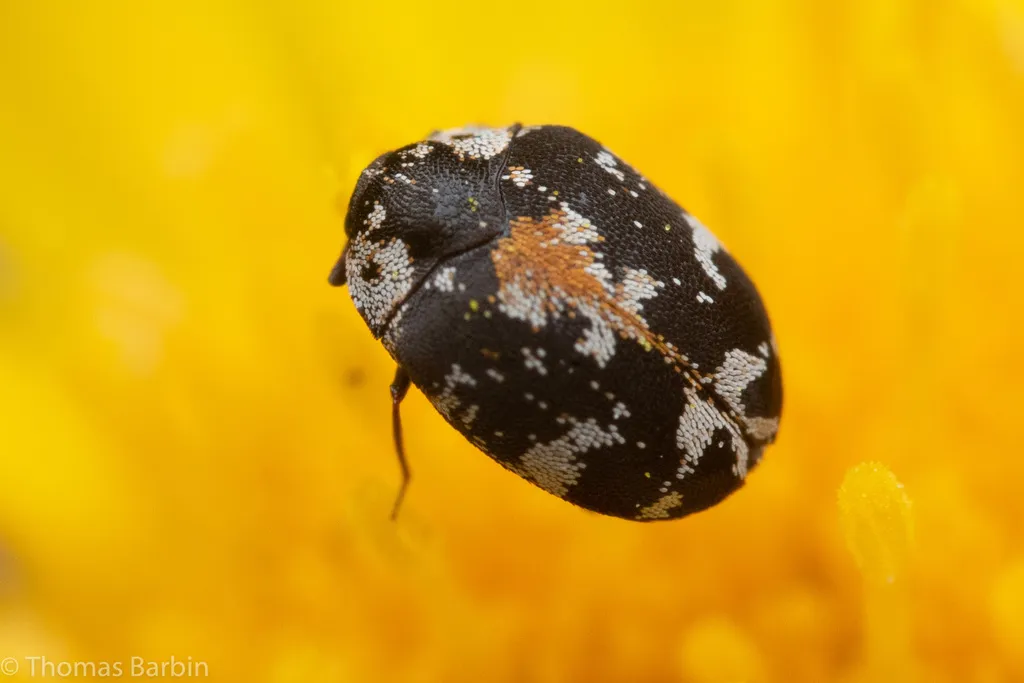 Anthrenus lepidus - photo 3