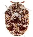 Anthrenus maculatus - photo 2