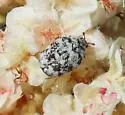 Anthrenus maculatus - photo 4