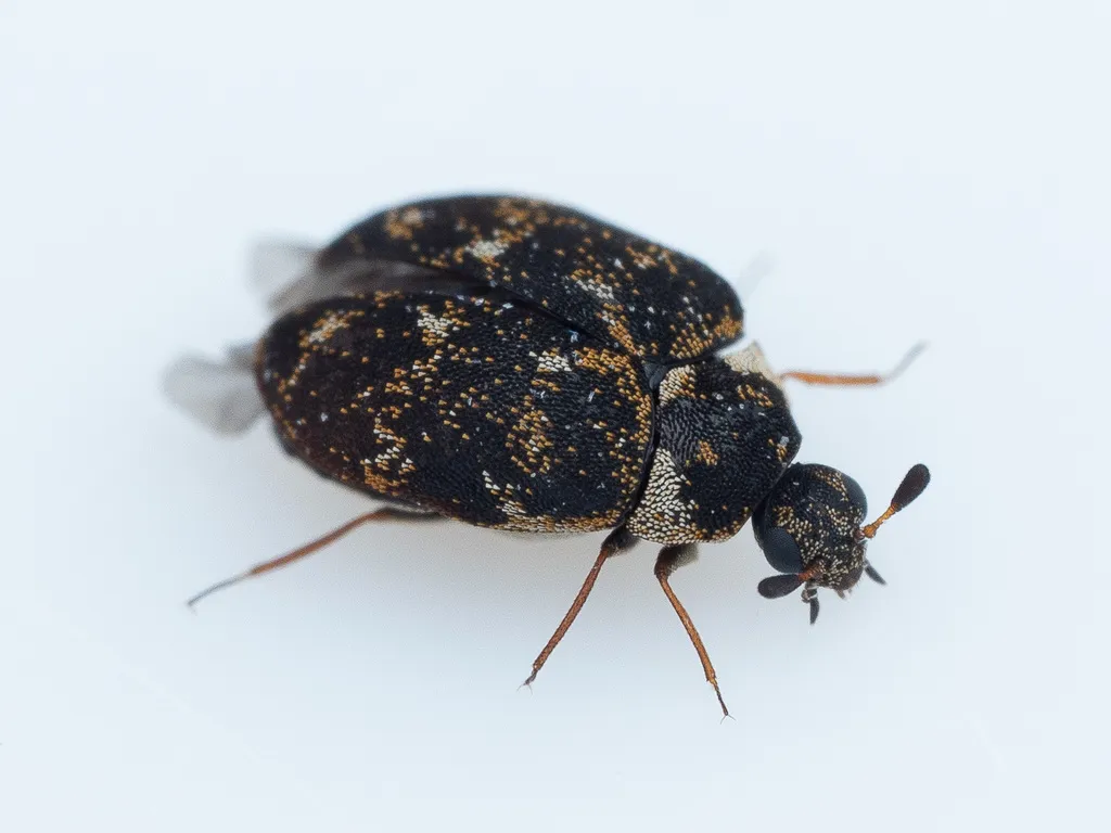 Museum Beetle - Anthrenus museorum