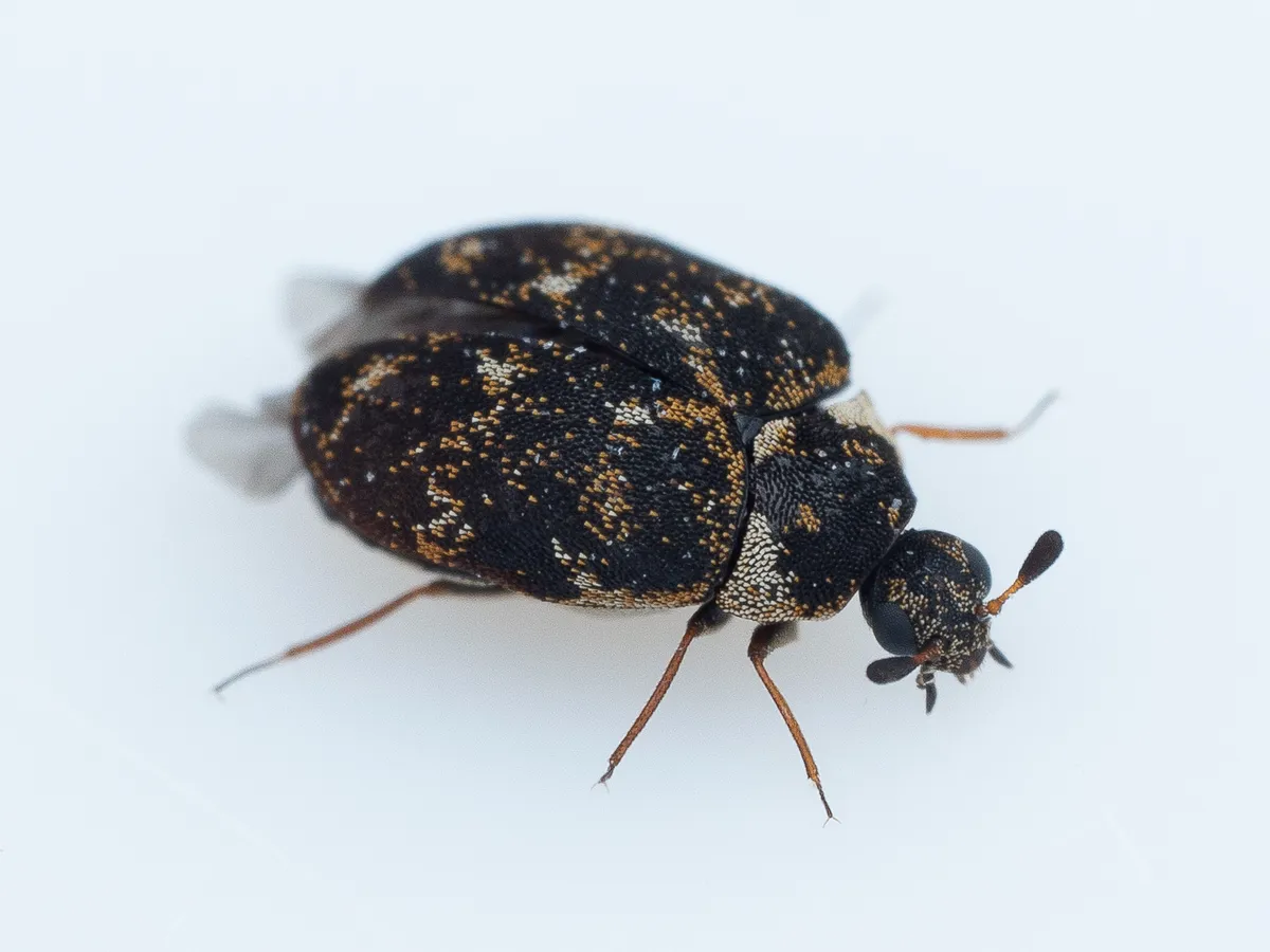 Museum Beetle - photo 2