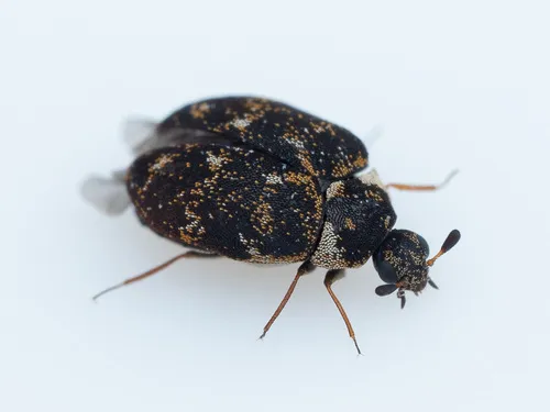 Museum Beetle - photo 3