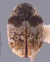 Anthrenus omoi - Anthrenus omoi