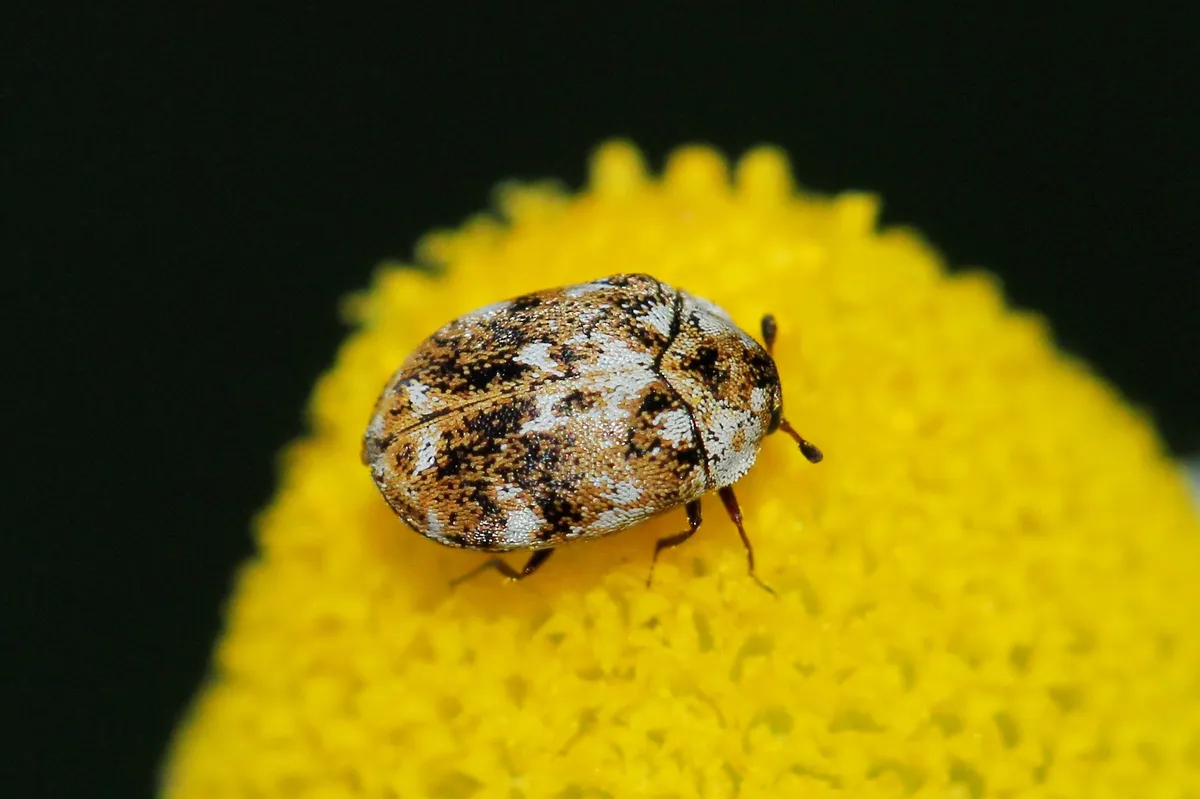 Anthrenus picturatus - photo 3