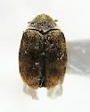 Anthrenus polonicus