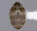 Anthrenus polonicus - photo 4