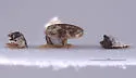 Anthrenus pulaskii - photo 2