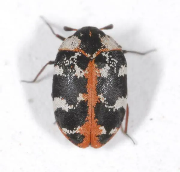 Buffalo Carpet Beetle