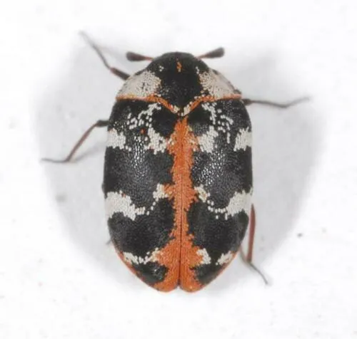 Buffalo Carpet Beetle - photo 2