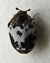 Anthrenus sophonisba - Anthrenus sophonisba