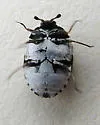 Anthrenus sophonisba - photo 2