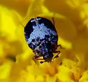 Anthrenus sophonisba - photo 4