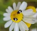 Anthrenus sophonisba - photo 5
