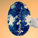 Anthrenus thoracicus - photo 2