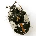 Anthrenus thoracicus - photo 4