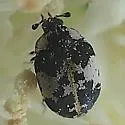 Anthrenus thoracicus - photo 5