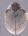Anthrenus umbra - Anthrenus umbra