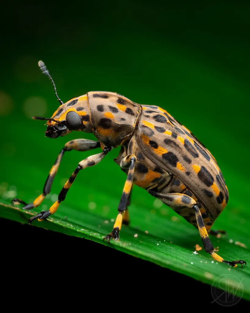 Fungus Weevils - photo 3