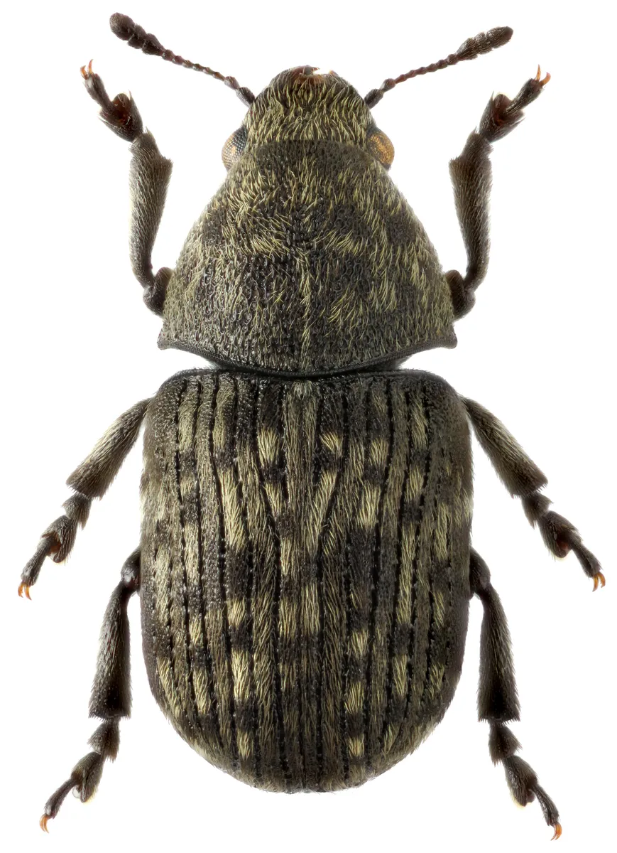 Anthribus nebulosus - Anthribus nebulosus