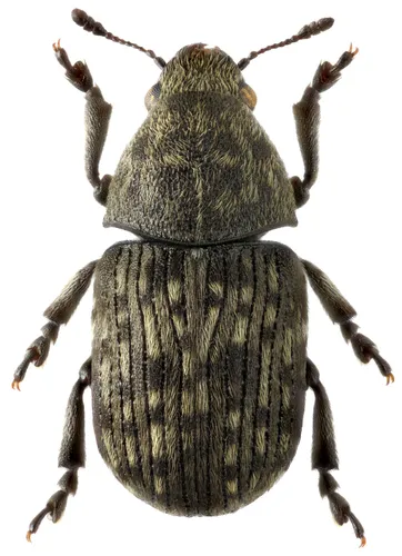 Anthribus nebulosus - photo 2