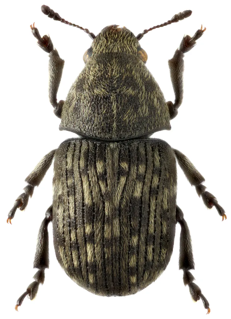 Anthribus nebulosus - photo 3