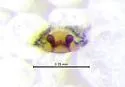 Anthrobia acuminata - photo 2