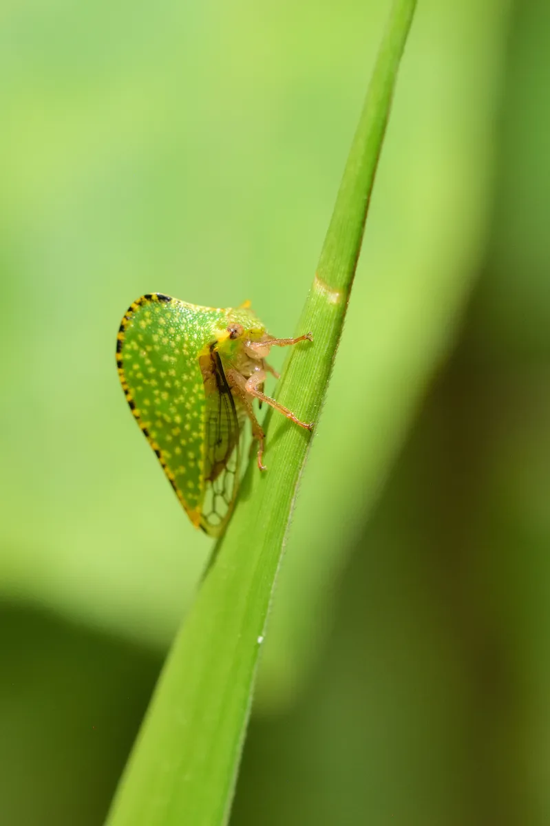 Solanaceous Treehopper