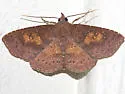 Antiblemma filaria - Hodges#8578