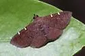 Antiblemma perva - Hodges#8579 - photo 3
