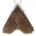 Antiblemma perva - Hodges#8579 - photo 4