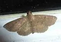 Antiblemma perva - Hodges#8579 - photo 5
