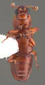 Antibothrus morimotoi - photo 4