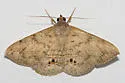 Velvetbean Caterpillar Moth - Hodges#8574