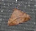 Velvetbean Caterpillar Moth - Hodges#8574 - photo 2
